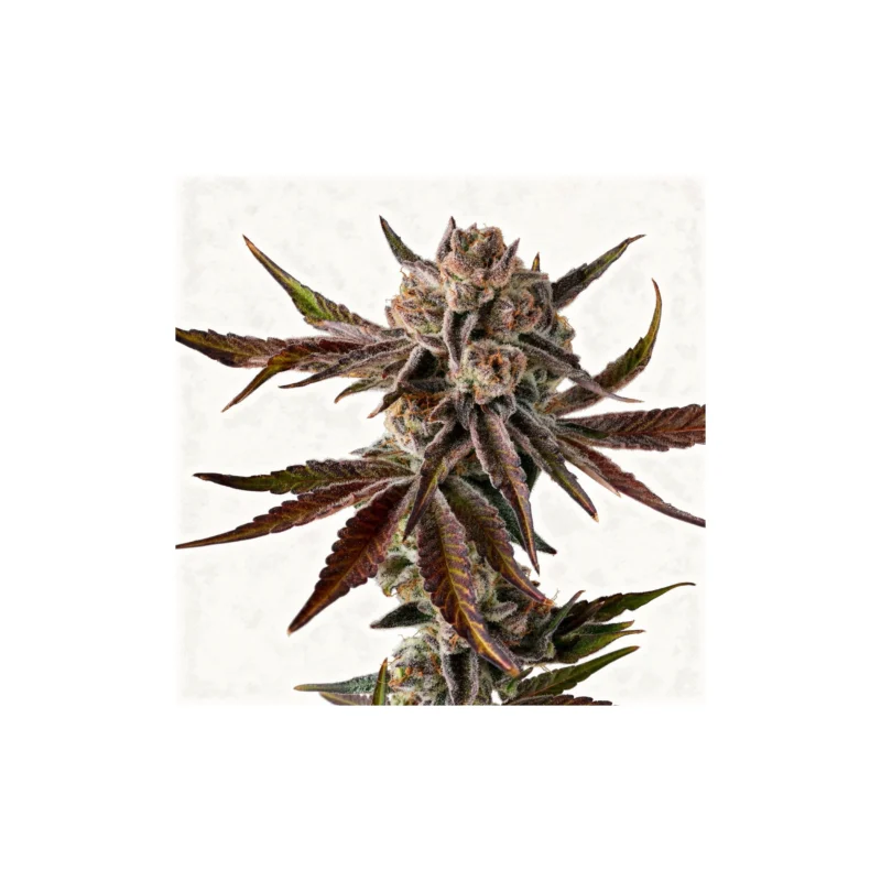 Purple Preserves, 3Stk Feminisiert, Compound Genetics