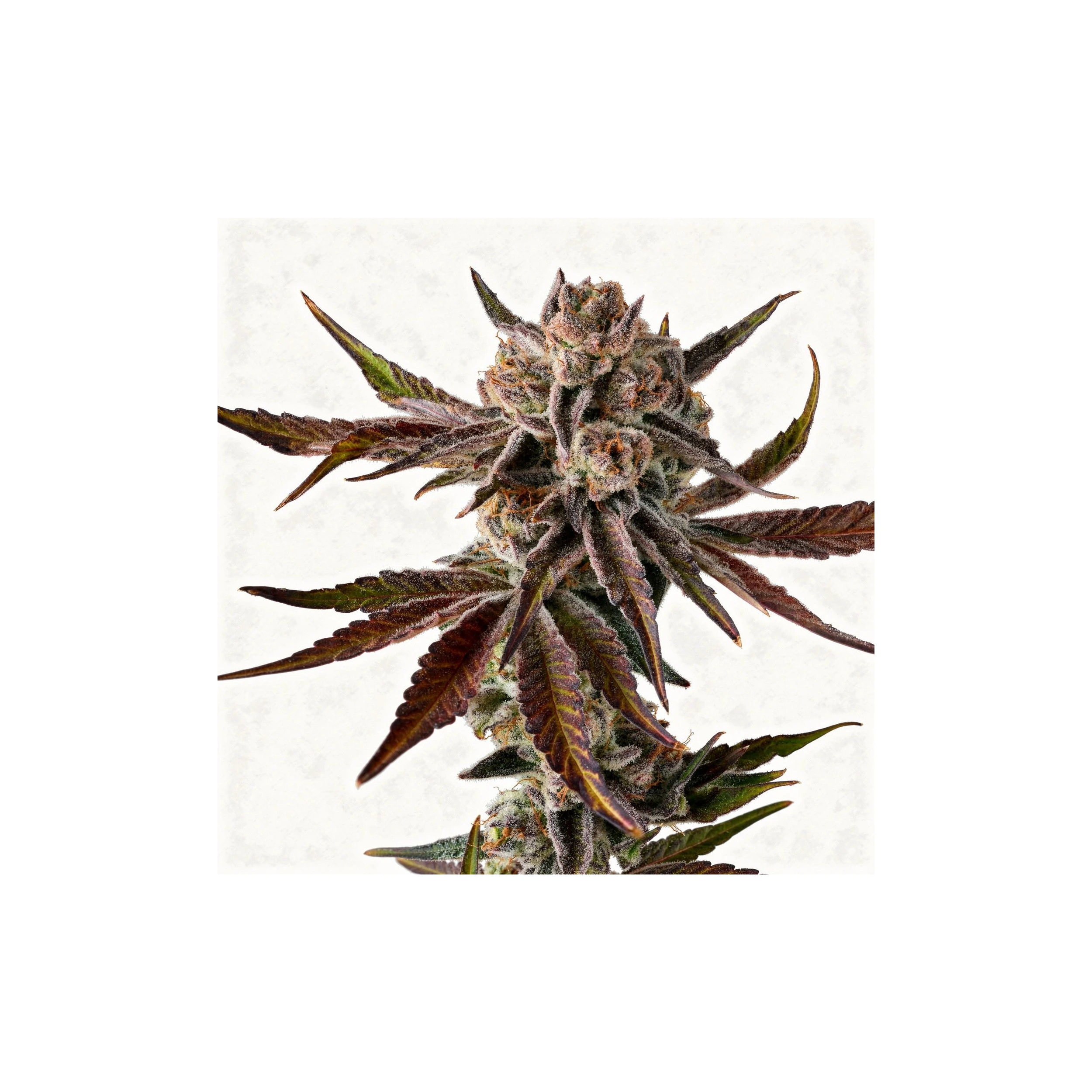 Purple Preserves, 3Stk Feminisiert, Compound Genetics Purple Preserves, 3Stk Feminisiert, Compound Genetics