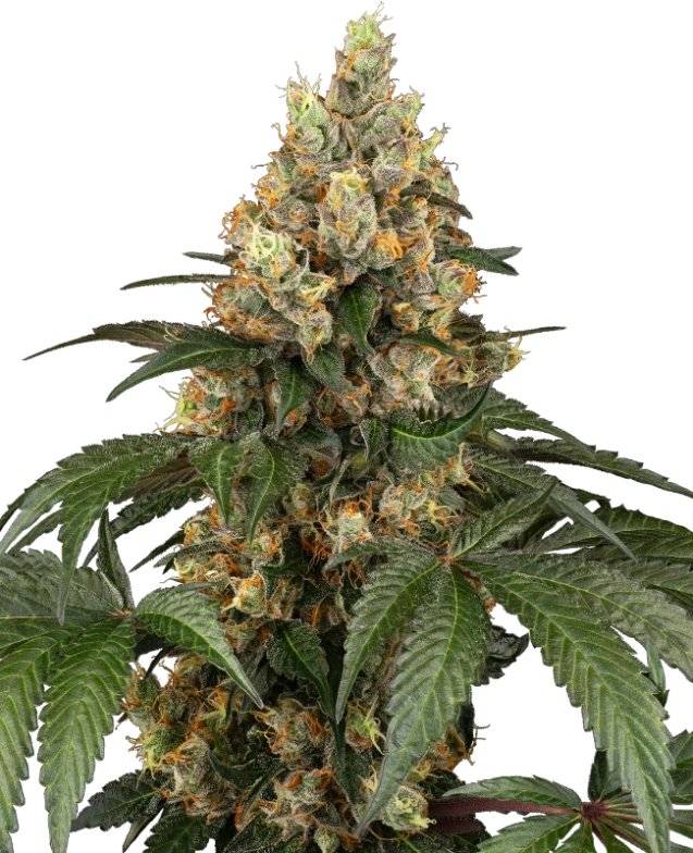 Chocolate Rainbow XXL® | 3 Stk. Fem Chocolate Rainbow XXL®, 3Stk, Sensi Seeds