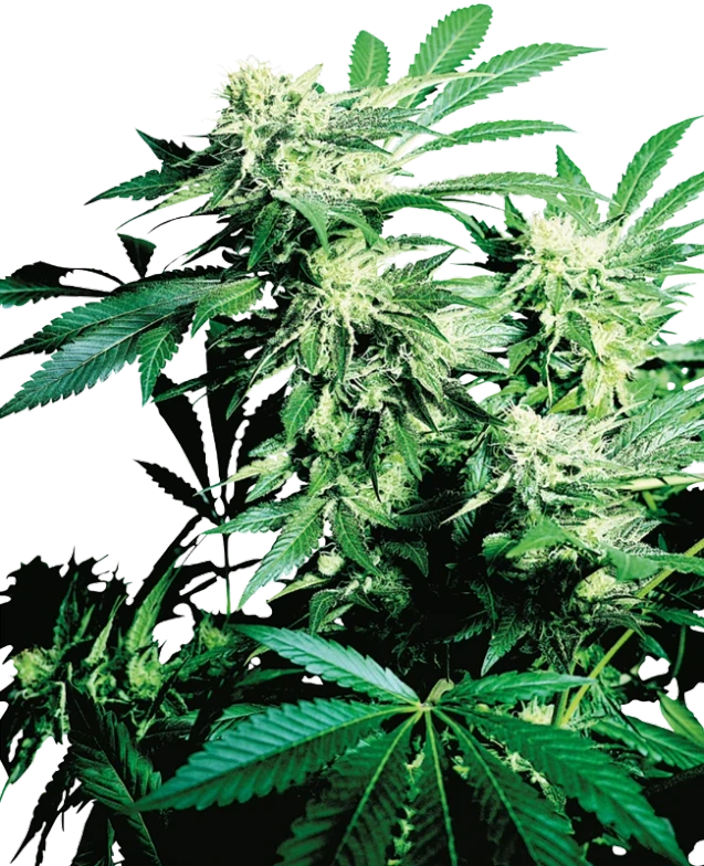 Skunk Kush®, reg., 10Stk, Sensi Seeds Skunk Kush®, reg., 10Stk, Sensi Seeds