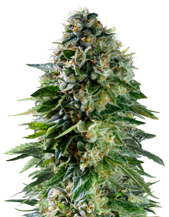 Corkscrew, 3Stk Autoflowering, Royal Queen Seeds