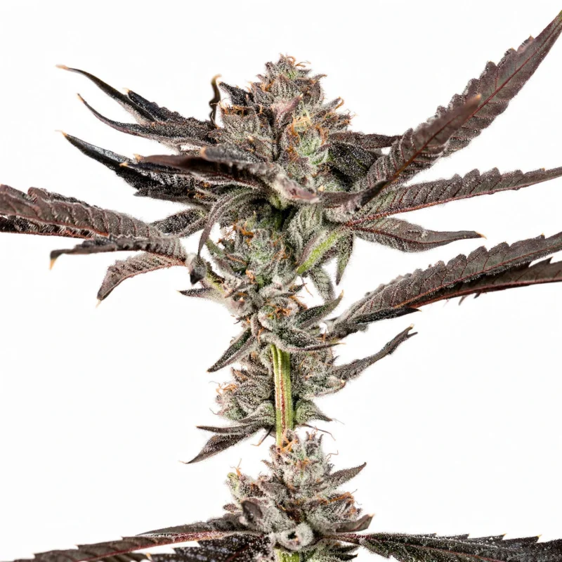 Propa Candy, 3Stk Feminisiert, Wizard Trees