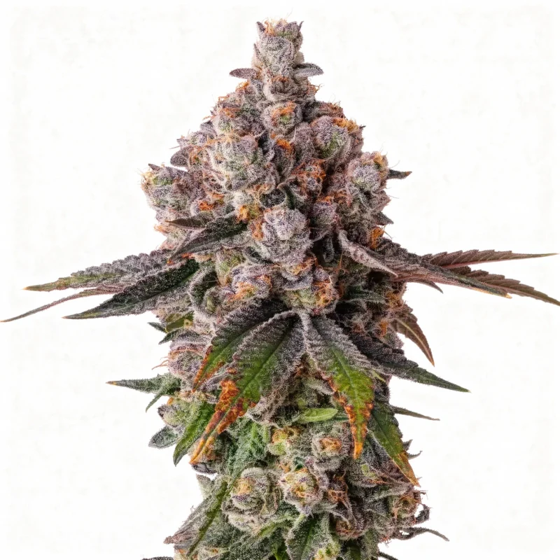90 Proof - fem. - 3 Stk. - Compound Genetics