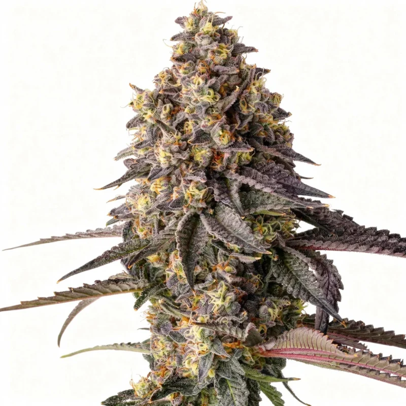 Kumamotoz - fem. - 3 Stk. - Compound Genetics