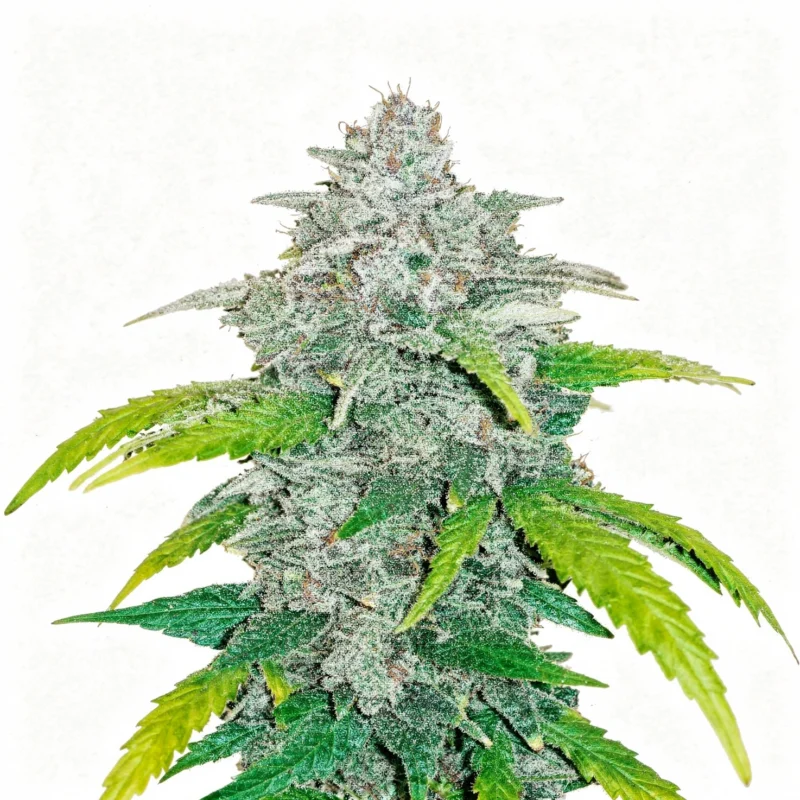 Blue Dream Auto - auto - 3 Stk. - 420 Fast Buds