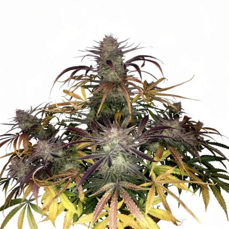 Bruce Banner Auto - auto - 3 Stk. - 420 Fast Buds