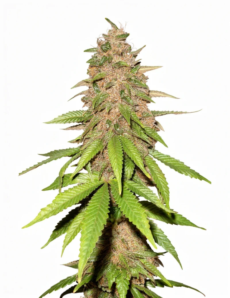 Cream Cookies Auto - auto - 3 Stk. - 420 Fast Buds