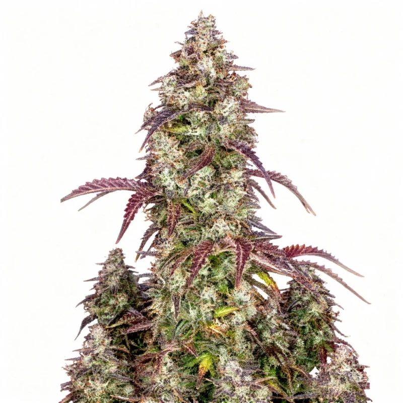 Lemon Pie Auto - auto - 3 Stk. - 420 Fast Buds