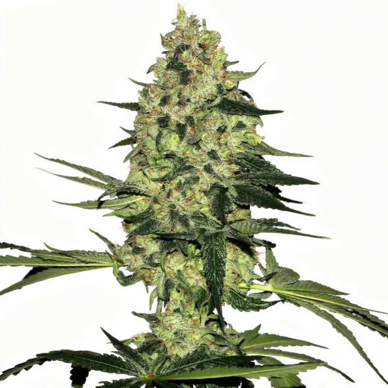 Rhino Ryder Auto - auto - 3 Stk. - 420 Fast Buds