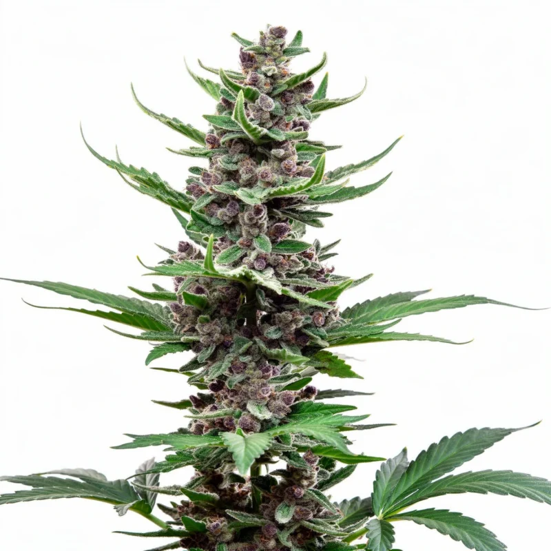 Tropicana Cookies FF - fem. - 3 Stk. - 420 Fast Buds