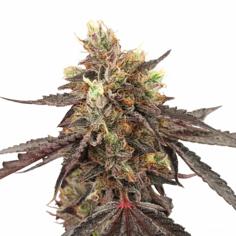 Jack Gelato, 4Stk Auto, HW Seed Co.