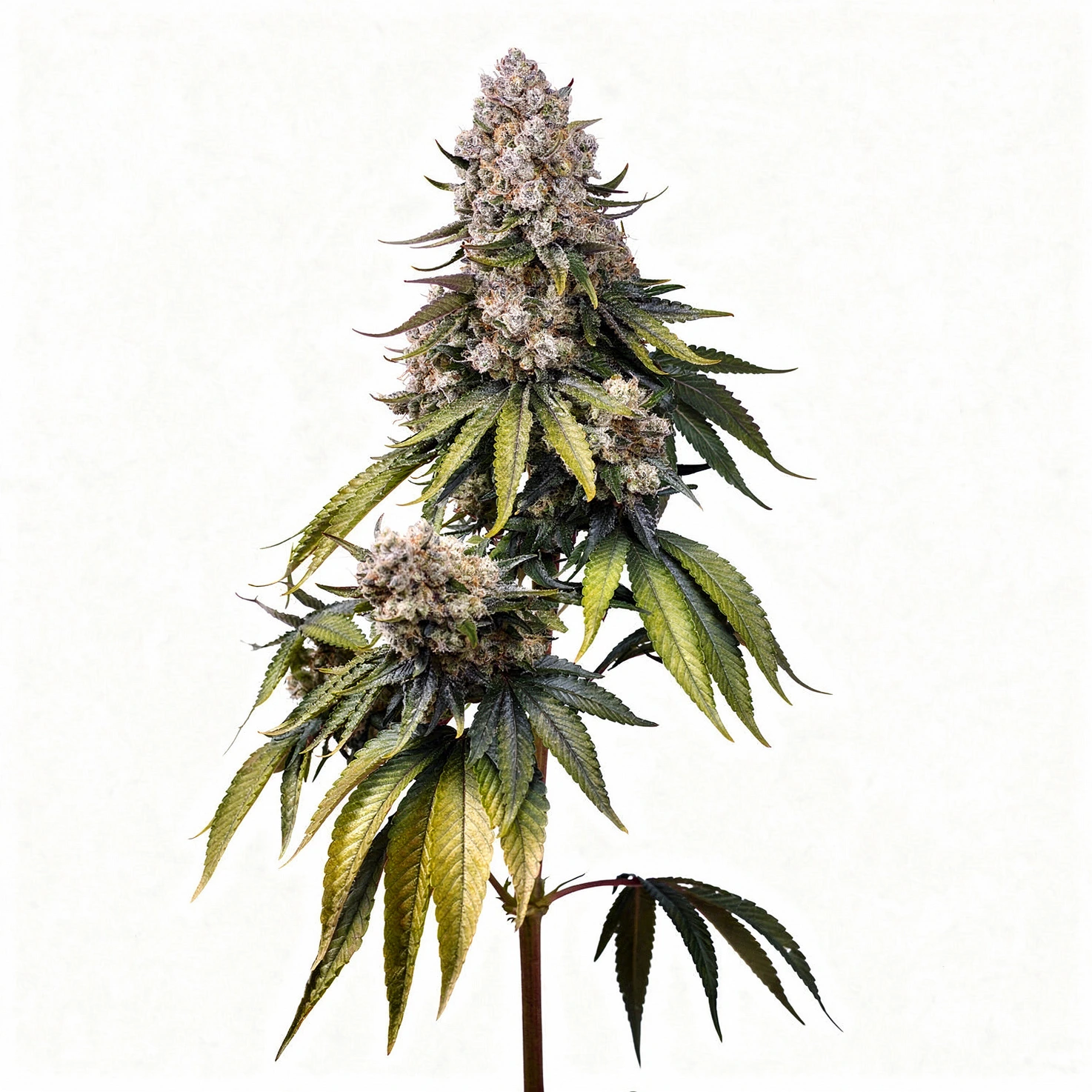 Jealousy Z XL, 3Stk Auto, Sweet Seeds Jealousy Z XL, 3Stk Auto, Sweet Seeds