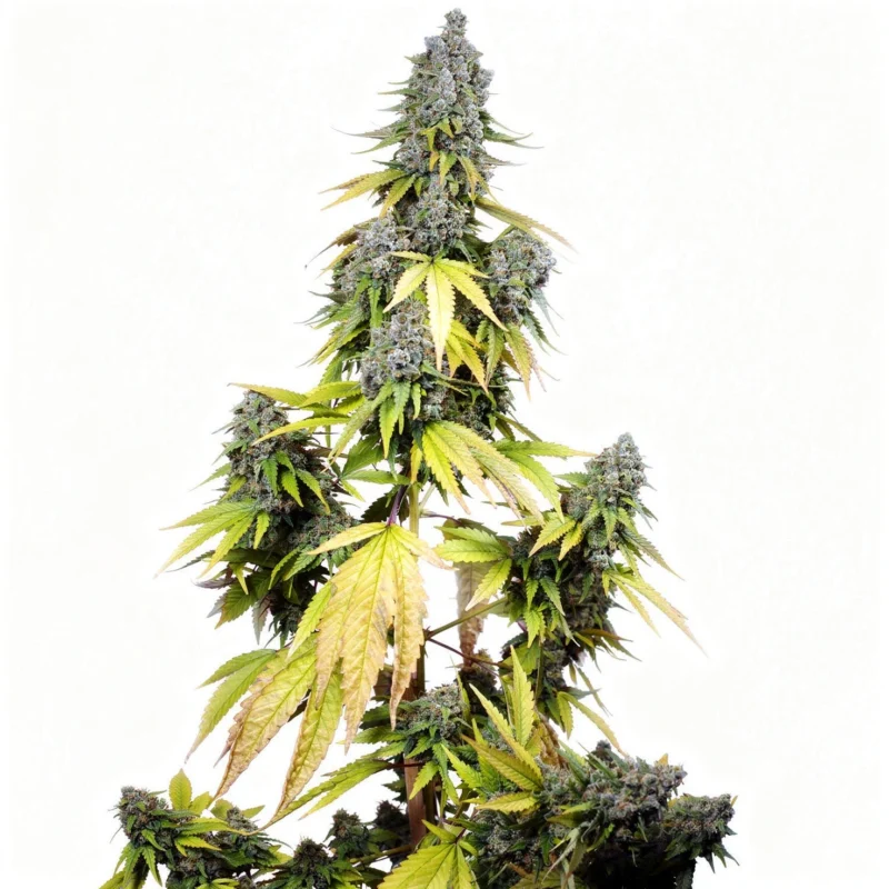 Jet Fuel Mandarine XL, 3Stk Auto, Sweet Seeds Jet Fuel Mandarine XL, 3Stk Auto, Sweet Seeds