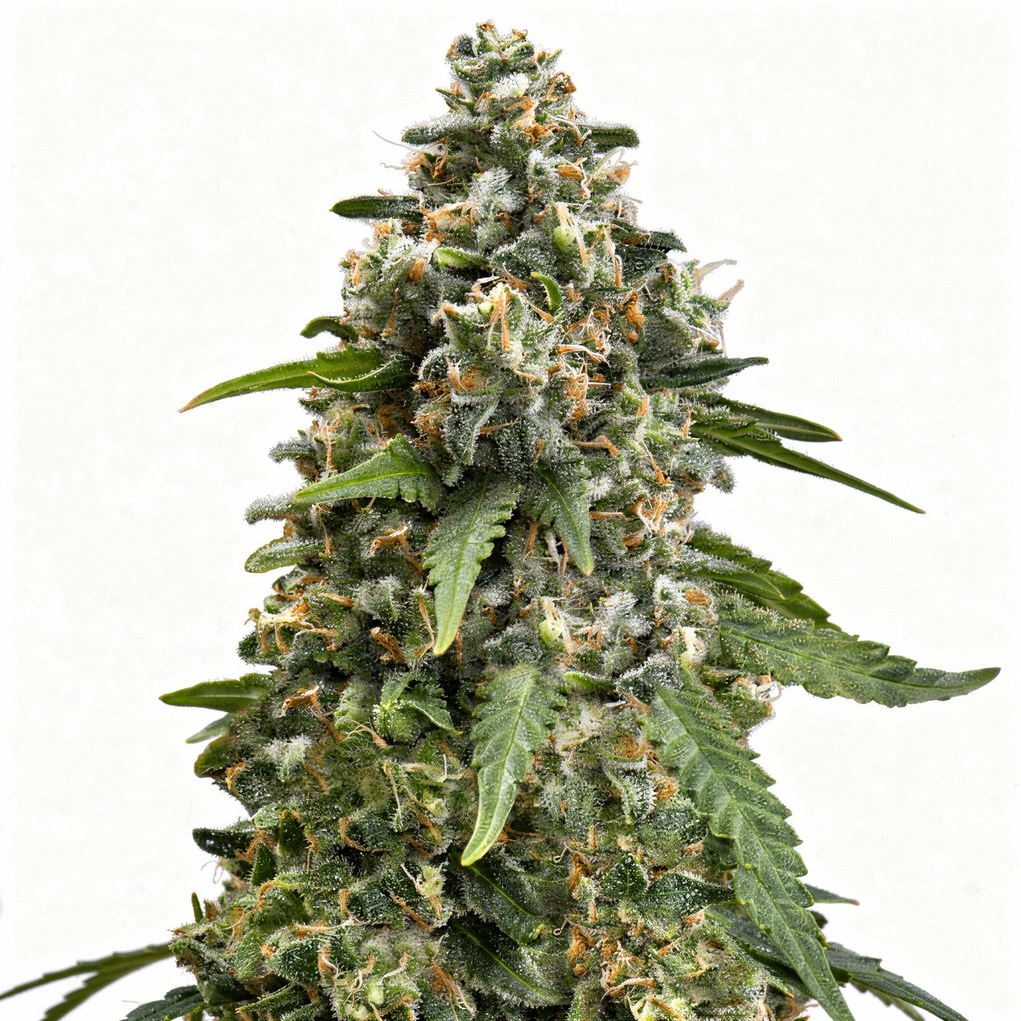 Enemy of the State, 3Stk Feminisiert, SuperStrains Enemy of the State, 3Stk Feminisiert, SuperStrains