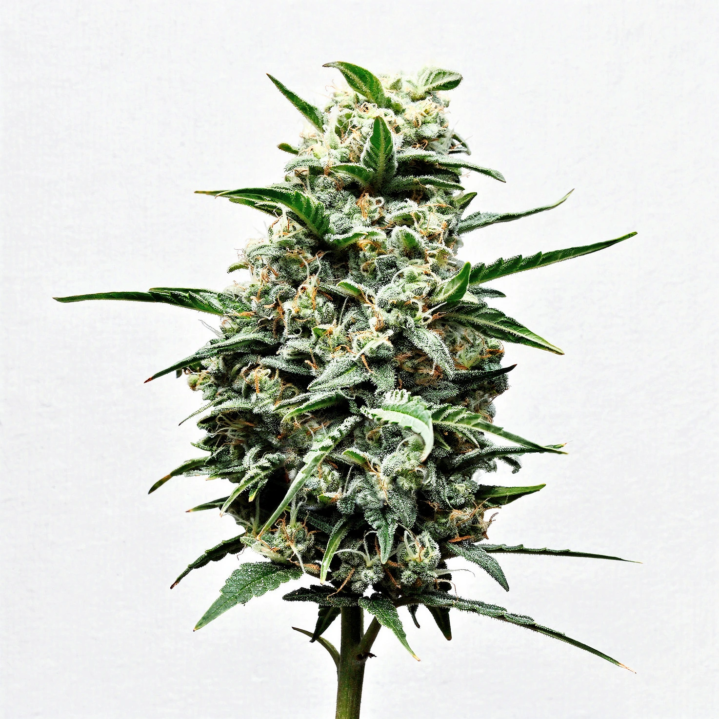 Mexican Candy, 3Stk Feminisiert, SuperStrains Mexican Candy, 3Stk Feminisiert, SuperStrains