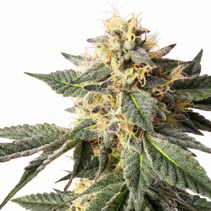 ZerealZ, 4Stk Feminisiert, HW Seed Co.