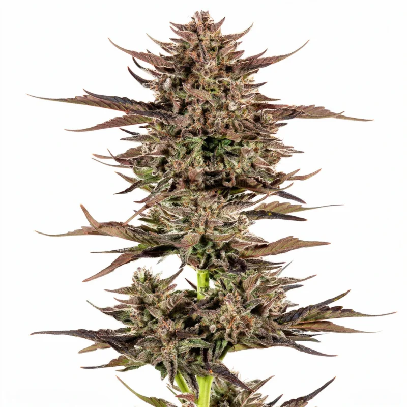 Frosted Zinn x 3 Bears OG, 3Stk Auto, Barney's Farm