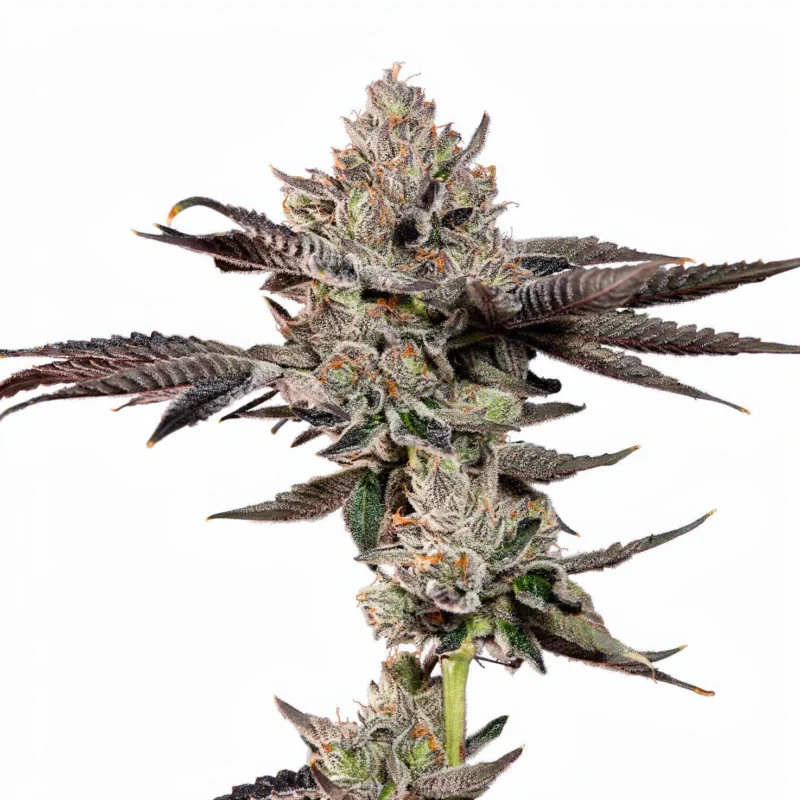 Bowtie, 3Stk Feminisiert, Wizard Trees