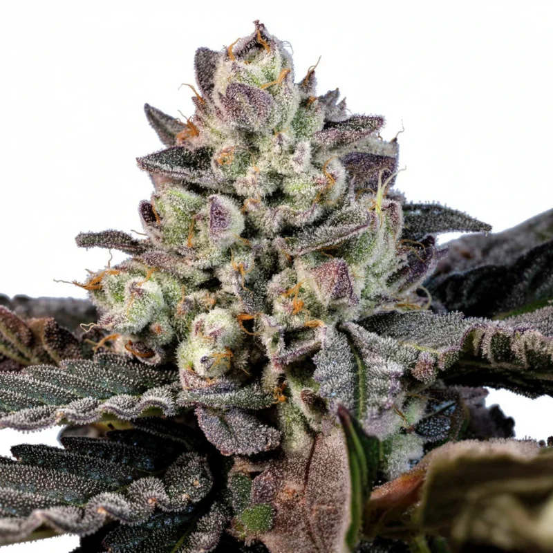 Neon Runtz, 3Stk Feminisiert, Wizard Trees