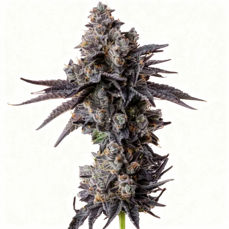 Studio Cherry, 3Stk Feminisiert, Wizard Trees