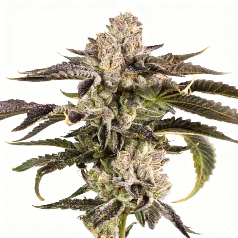 Gridlock, 3Stk Feminisiert, Wizard Trees