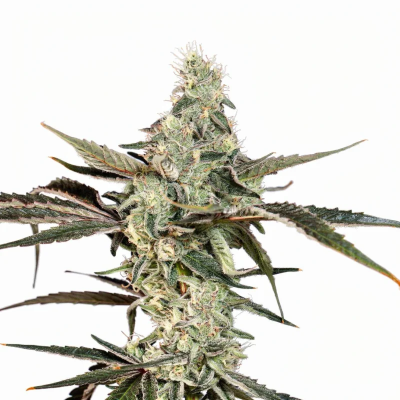 London Fog, 3Stk Feminisiert, Wizard Trees