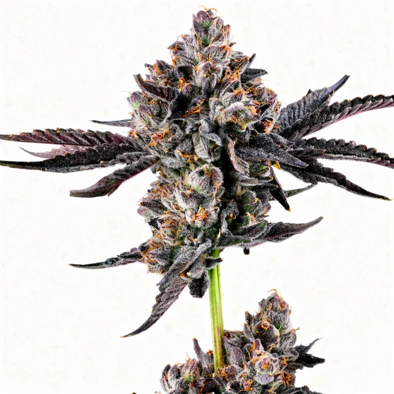 Broadway Runtz, 3Stk Feminisiert, Wizard Trees