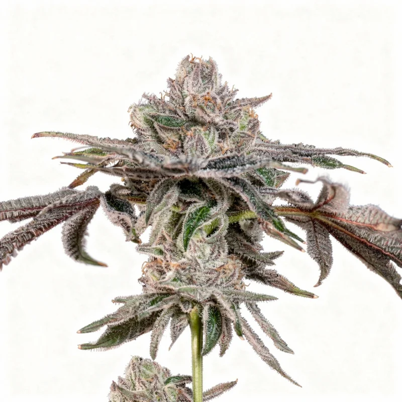 P's & Z's, 3Stk Feminisiert, Wizard Trees