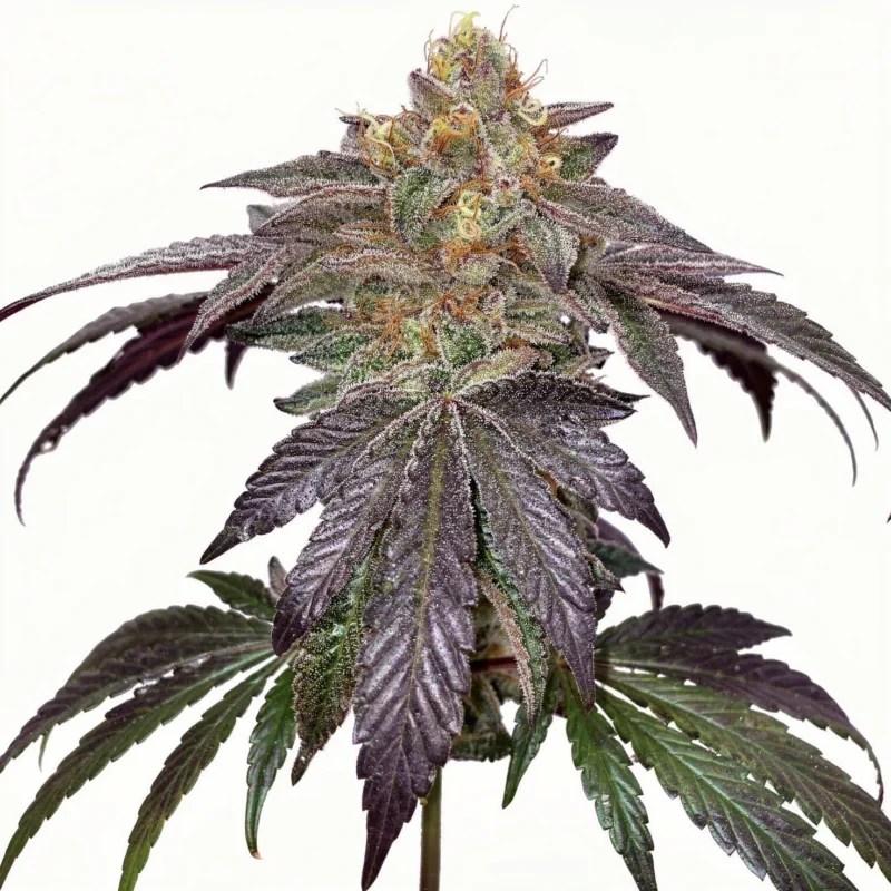 Cherry Limeade, 6Stk Feminisiert, Doja