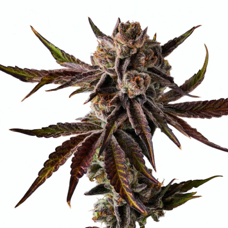 Gelato 41 x Coffin Candy, 10Stk Regular, Doja