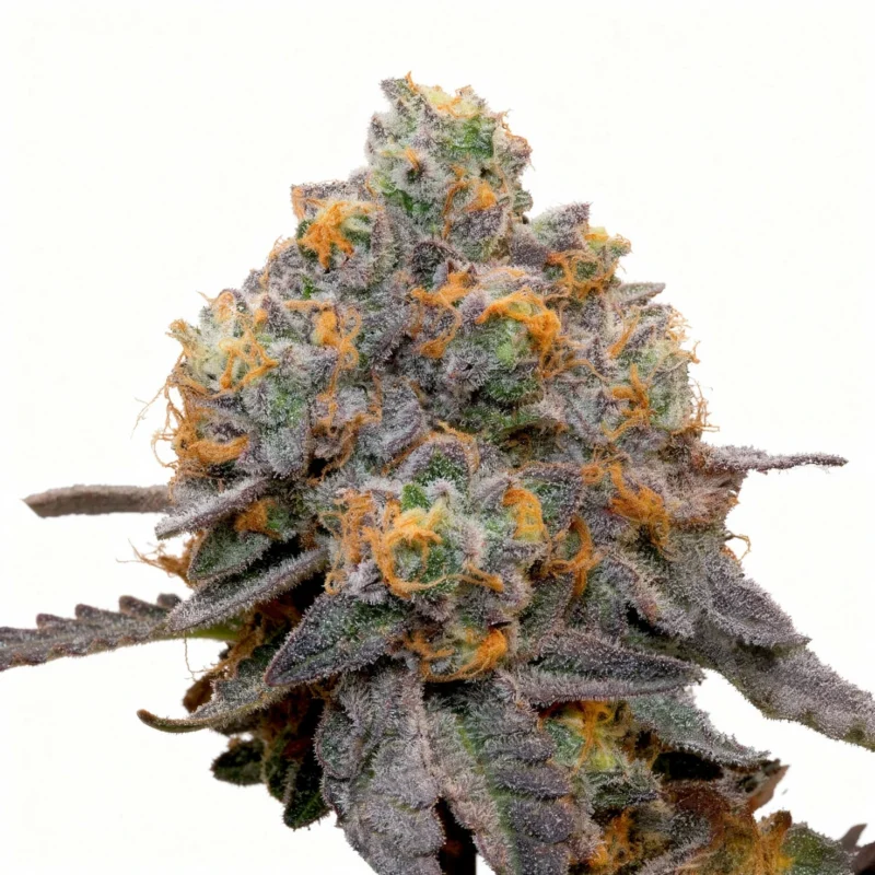 Limescotti, 7Stk Feminisiert, Grounded Genetics