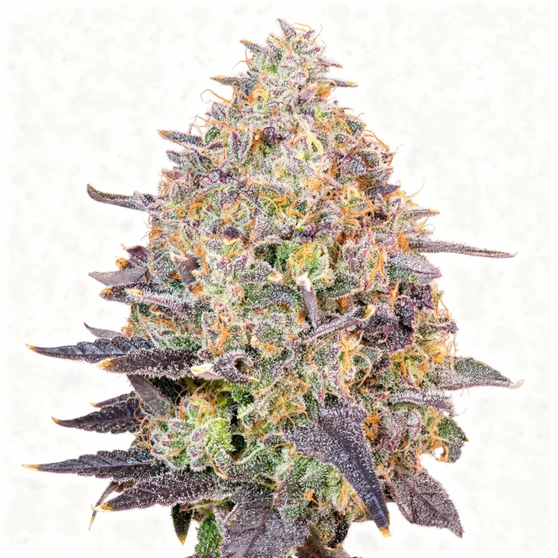 Pink Pina, 7Stk Feminisiert, Grounded Genetics