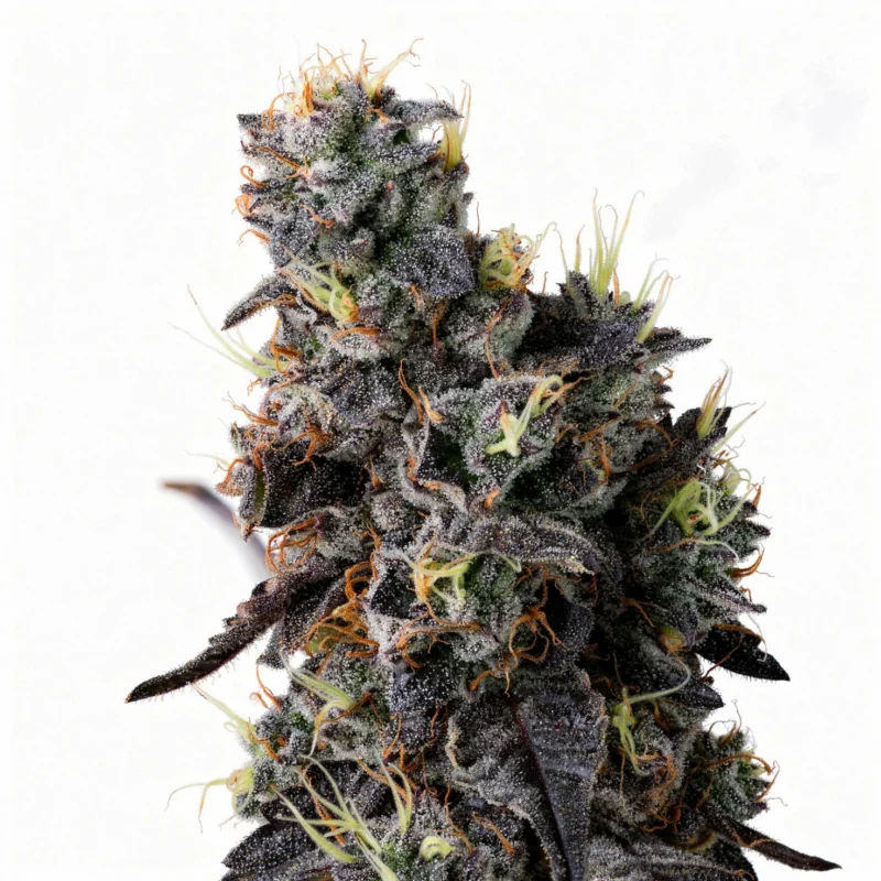 Giggin’ Grapes, 3Stk Feminisiert, Compound Genetics Giggin' Grapes, 3Stk Feminisiert, Compound Genetics