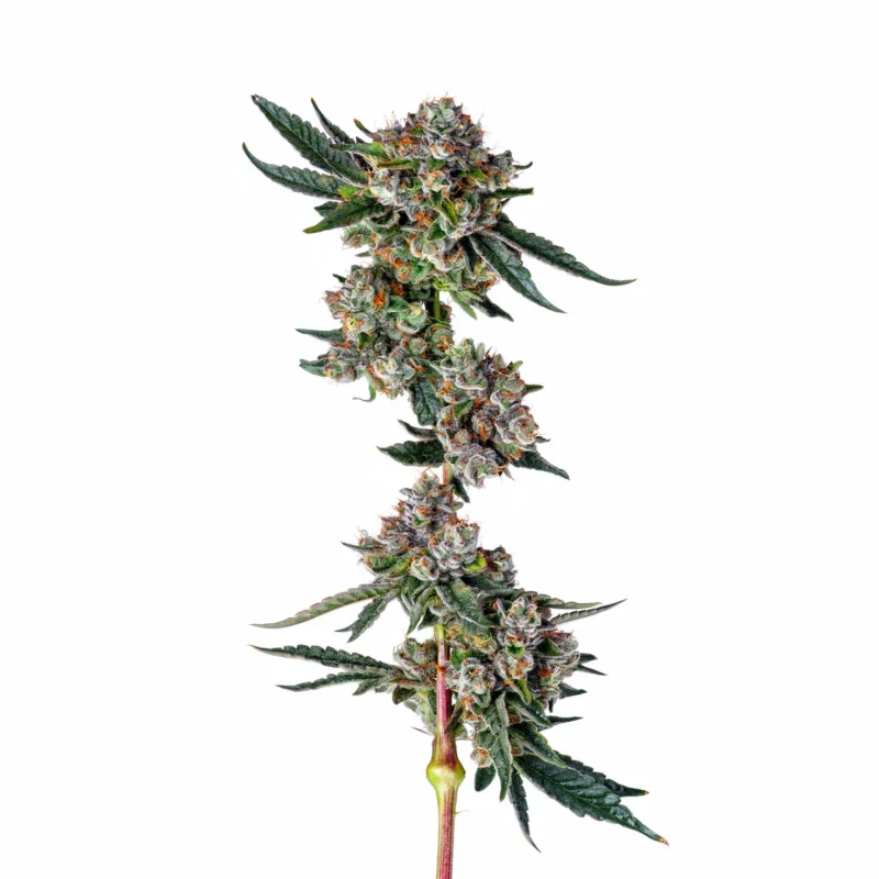 Glue31, 3Stk Feminisiert, Compound Genetics