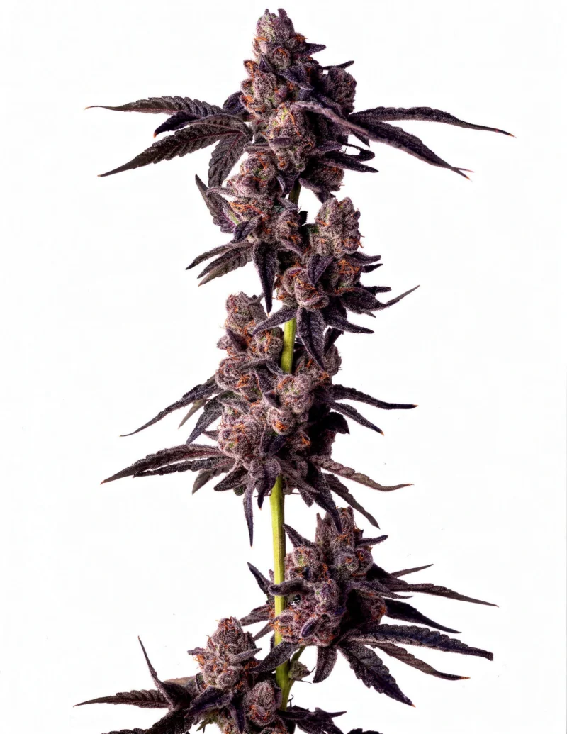 Mellowz, 3Stk Feminisiert, Compound Genetics