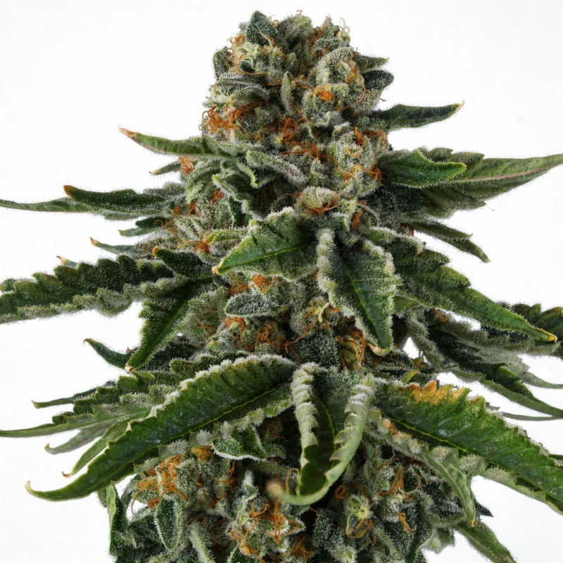 Mr Jones, 3Stk Feminisiert, Compound Genetics