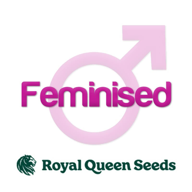 Feminisierte Samen