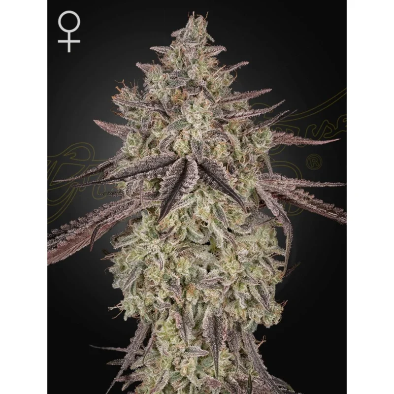 green-house-seeds-co-skywalker-auto-fem-3st.webp
