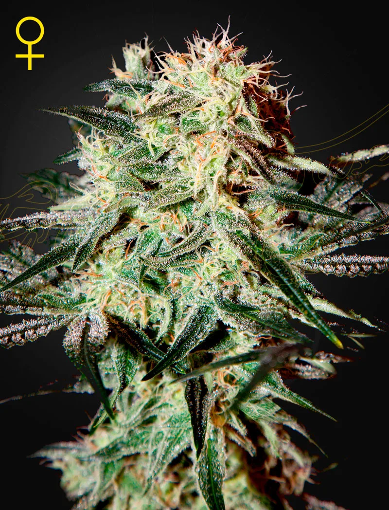 Arjan’s Strawberry Haze | 3 Stk. Feminisiert ArjanStrawberryHaze