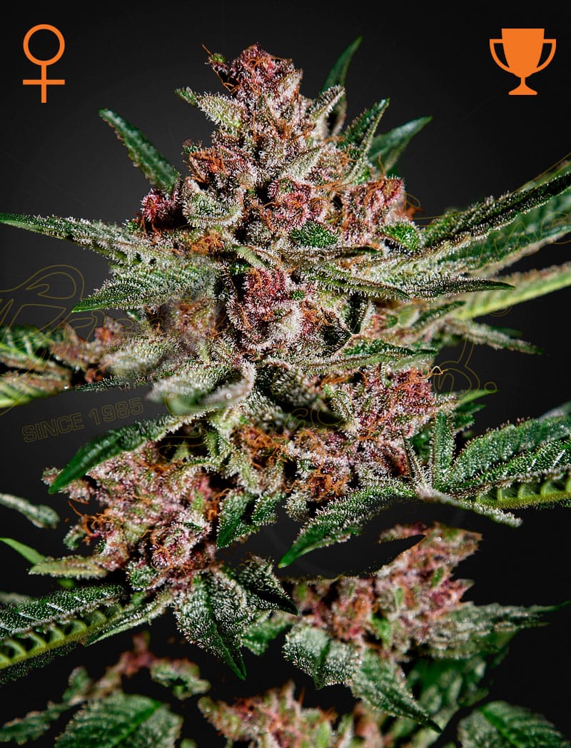 Bubba Kush | 3 Stk. Feminisiert BubbaKush