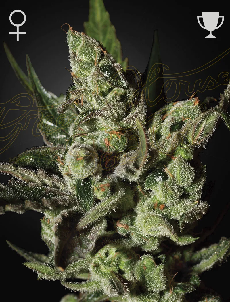 Green House Seeds | Exodus Cheese | 3 Stk. Feminisiert ExodusCheese