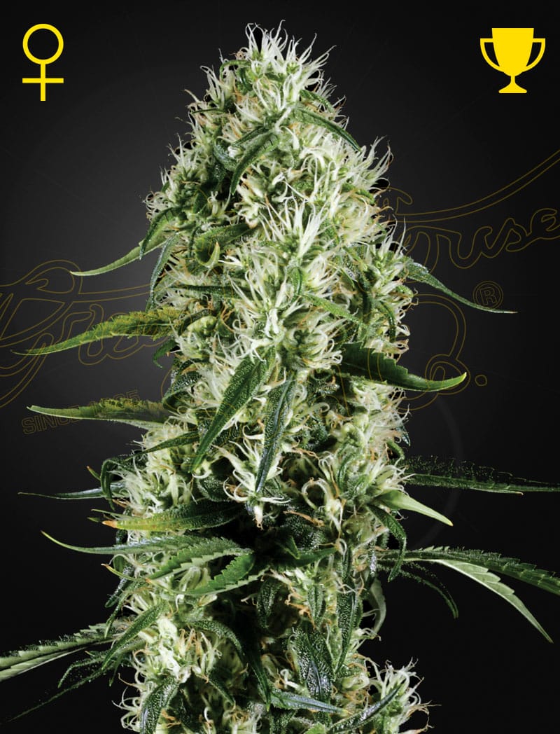 SuperSilverHaze