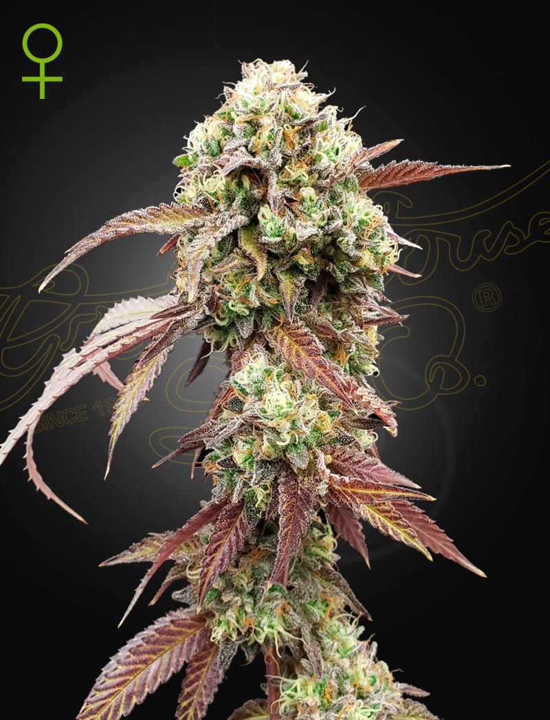 West Coast OG x Gelato 41 | 3 Stk. Autoflowering West-Coast-OG-Gelato41