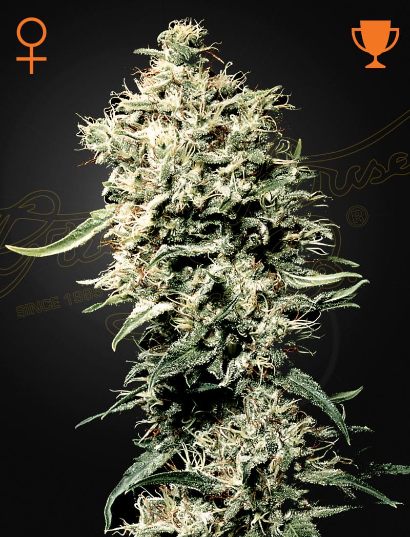 White Rhino | 3 Stk. Feminisiert WhiteRhino