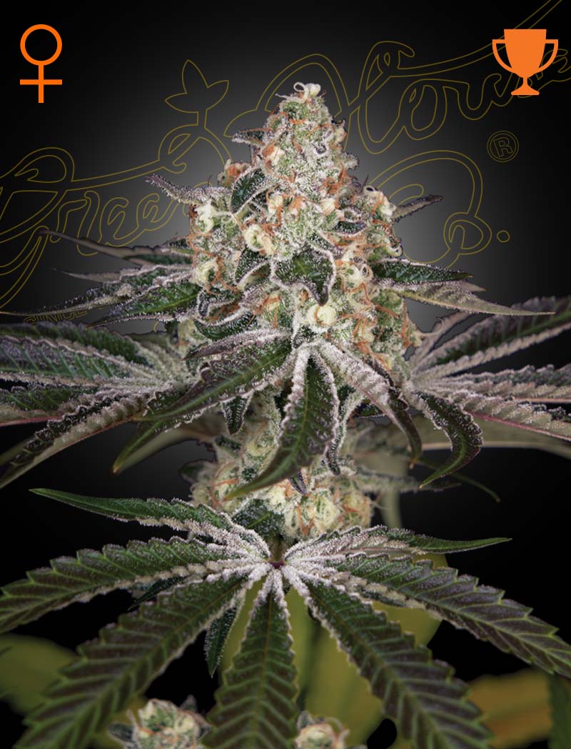 White Widow | 3 Stk. Feminisiert WHITE_WIDOW