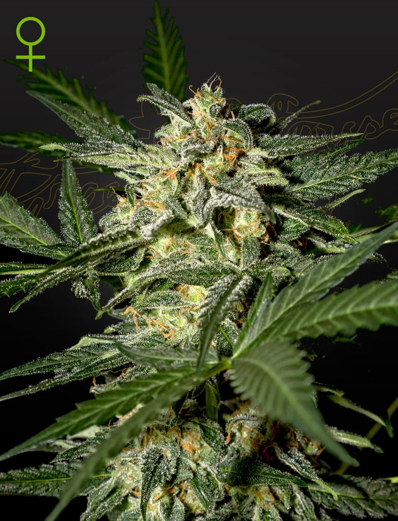 White Widow | 3 Stk. Autoflowering WhiteWidowAuto