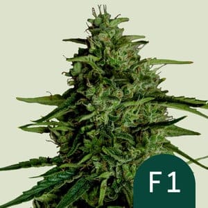 RQS-MWF-A-3-1