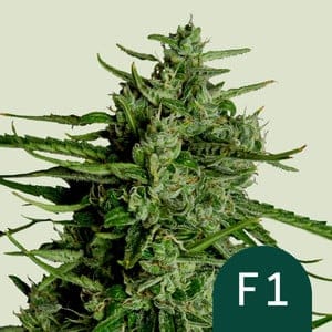 RQS-TIF-A-3-1