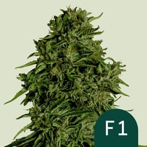 RQS-COF-A-3-1