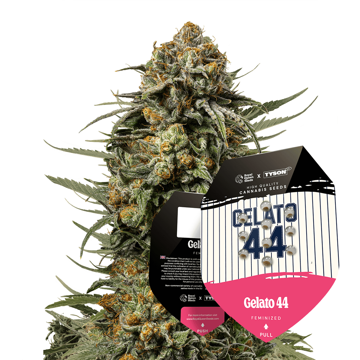 Gelato 44 | 3 Stk. Feminisiert Gelatto44_withpack